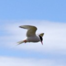 arctic_tern.png